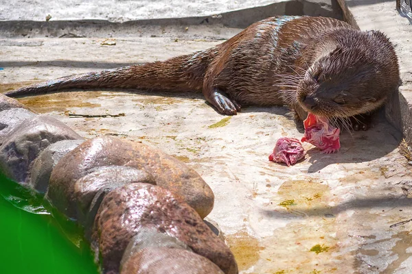 Lontra do rio Close-up — Fotografia de Stock