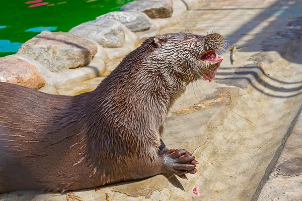 Lontra do rio Close-up — Fotografia de Stock