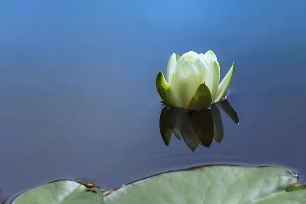 Квітки білого лотоса — стокове фото