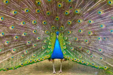 Hint tavuskuşu yakın çekim