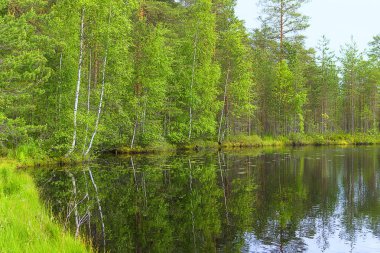 Peyzaj göl ve orman
