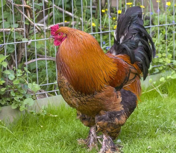 Schöner Schwanz in der Nähe — Stockfoto