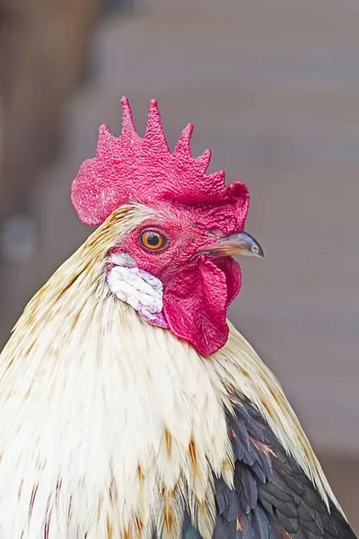 Schöner Schwanz in der Nähe — Stockfoto