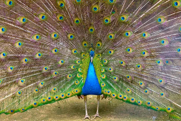 Indian peacock Close-up — Stock Photo, Image