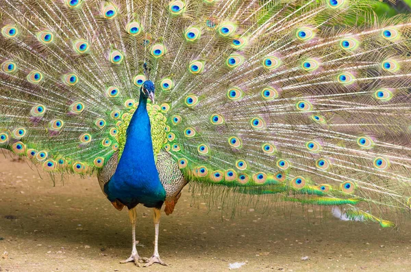 Indischer Pfau aus nächster Nähe — Stockfoto