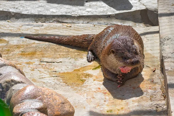 Lontra do rio Close-up — Fotografia de Stock