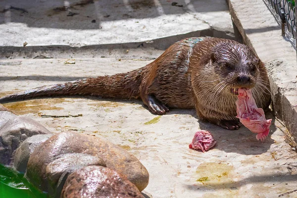 Lontra do rio Close-up — Fotografia de Stock