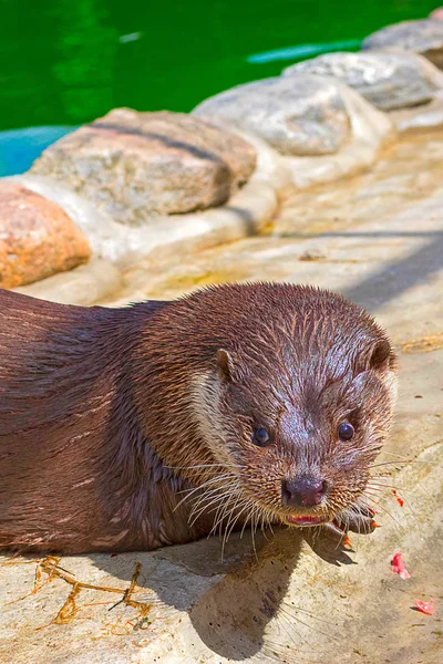 Lontra do rio Close-up — Fotografia de Stock