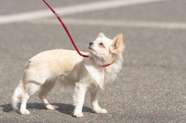 Chihuahua köpek yakın çekim