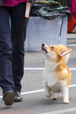 Galce Corgi yakın çekim