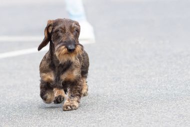 Tipik Dachshund yakın çekim