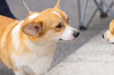 Galce Corgi yakın çekim