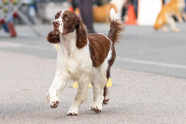 Avcılık köpek yakın çekim