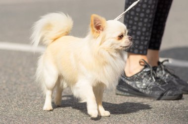 Chihuahua köpek yakın çekim