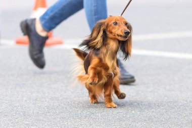 Tipik Dachshund yakın çekim