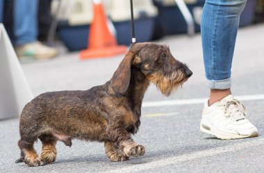 Tipik Dachshund yakın çekim