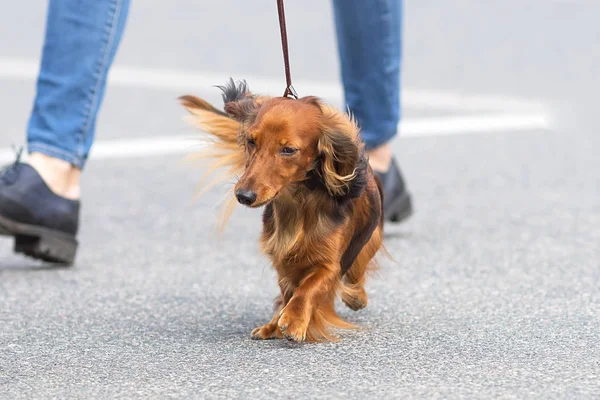 Tipik Dachshund yakın çekim