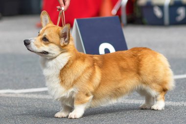 Galce Corgi yakın çekim