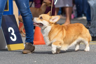 Galce Corgi yakın çekim