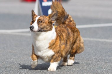 Galce Corgi yakın çekim