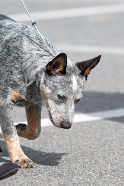 Avustralya çoban köpeği