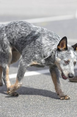 Avustralya çoban köpeği