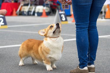 Galce Corgi yakın çekim