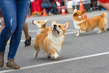 Galce Corgi yakın çekim