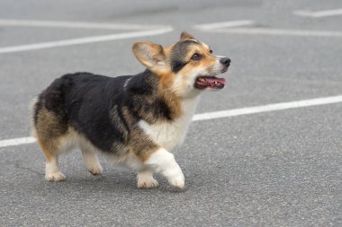 Galce Corgi yakın çekim