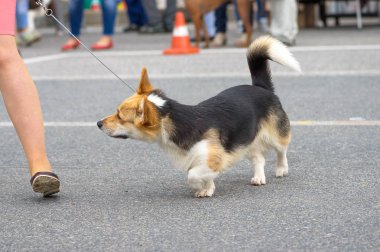 Galce Corgi yakın çekim