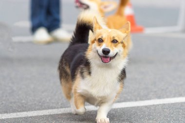 Galce Corgi yakın çekim