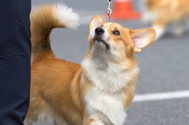 Galce Corgi yakın çekim