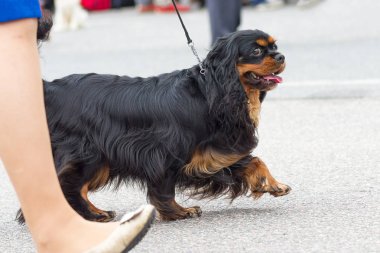 Küçük köpek yakın çekim