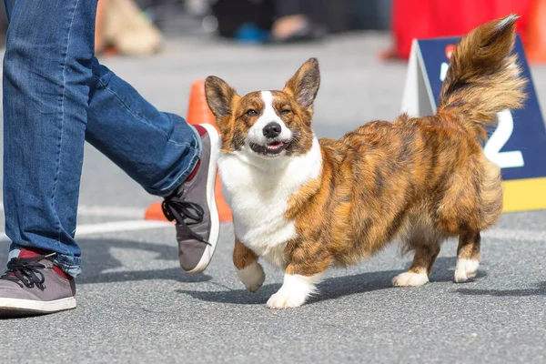 Galce Corgi yakın çekim