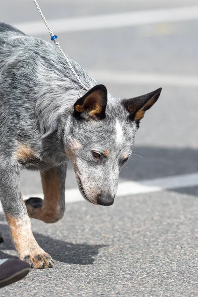 Avustralya çoban köpeği