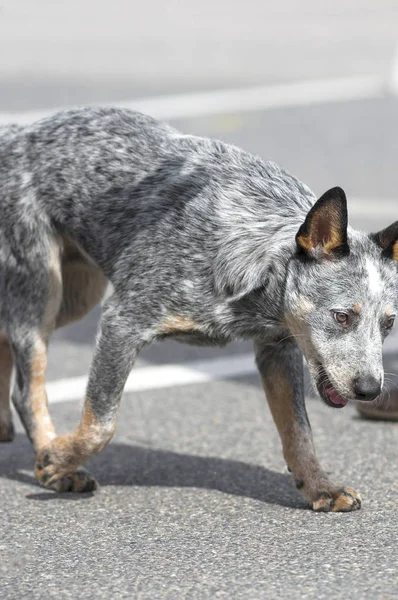 Avustralya çoban köpeği