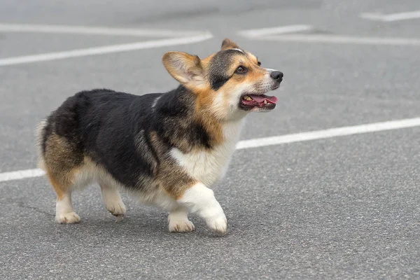 Galce Corgi yakın çekim