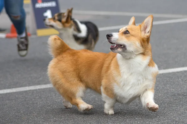 Galce Corgi yakın çekim