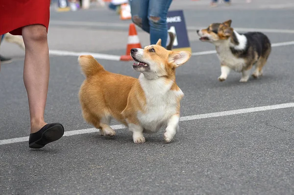 Galce Corgi yakın çekim