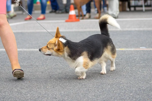 Galce Corgi yakın çekim