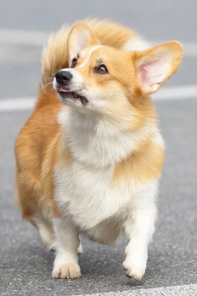 Galês Corgi close-up — Fotografia de Stock