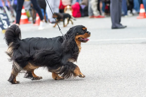 Küçük köpek yakın çekim