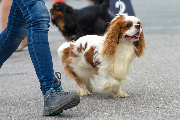 Küçük köpek yakın çekim