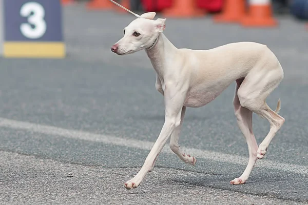 Leverette köpek yakın çekim