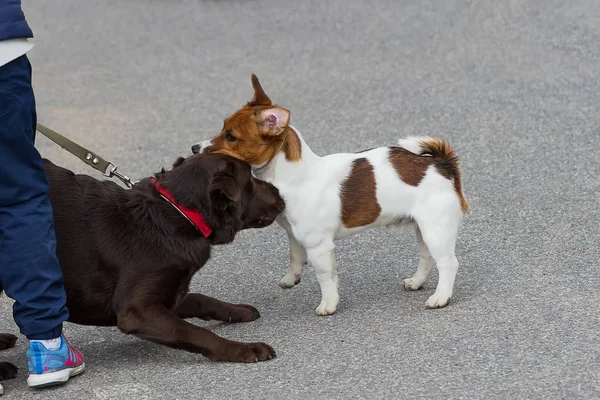 Gran primer plano del perro — Foto de Stock