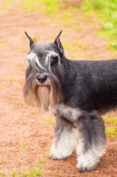 Hund terrier närbild — Stockfoto