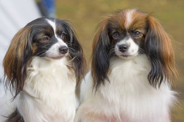 Papillon köpek yakın çekim