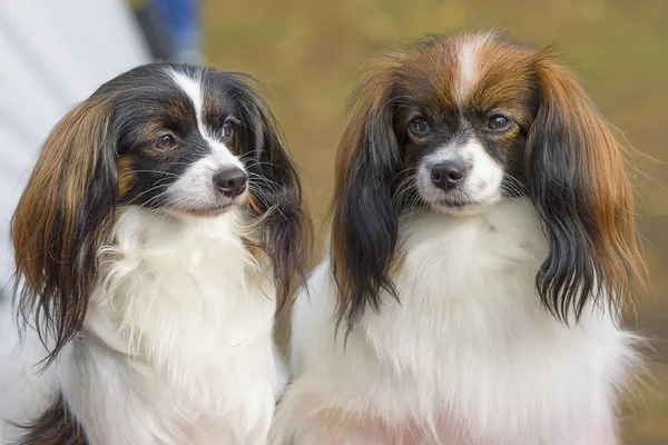 Papillon köpek yakın çekim