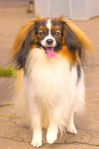 パピヨン犬のクローズ アップ — ストック写真