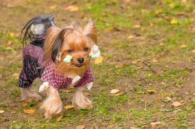 Yorkshire terrier yakın çekim